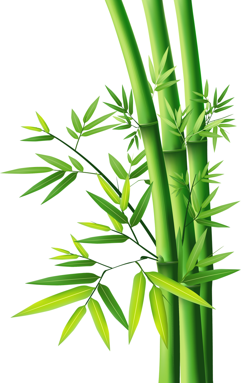 Bamboo Trees Illustration